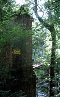 Cascade du Saut de la Saule